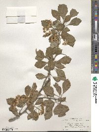 Crataegus punctata image