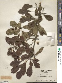 Crataegus punctata image