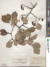 Crataegus punctata image