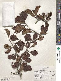 Crataegus punctata image