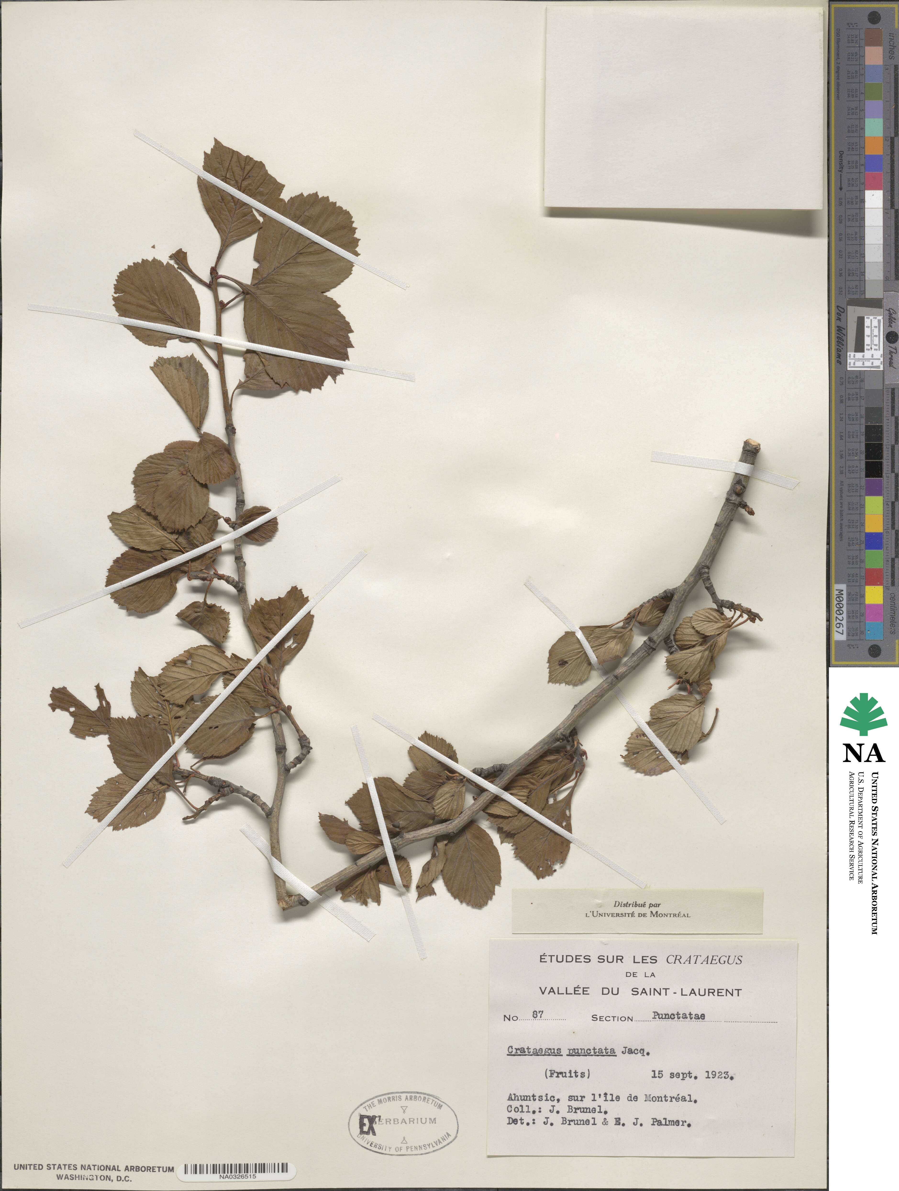 Crataegus punctata image