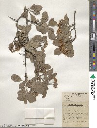 Crataegus punctata image