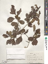 Crataegus punctata image