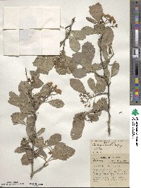 Crataegus punctata image