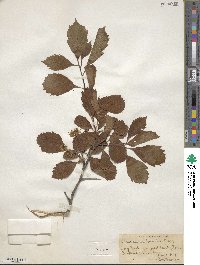 Crataegus punctata image