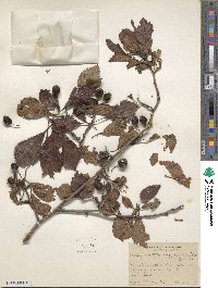 Crataegus punctata image