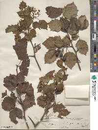 Crataegus holmesiana image