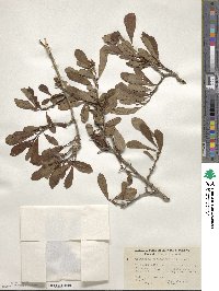 Crataegus crus-galli image