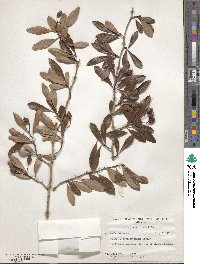 Crataegus crus-galli image