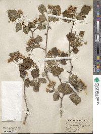 Crataegus quercina image