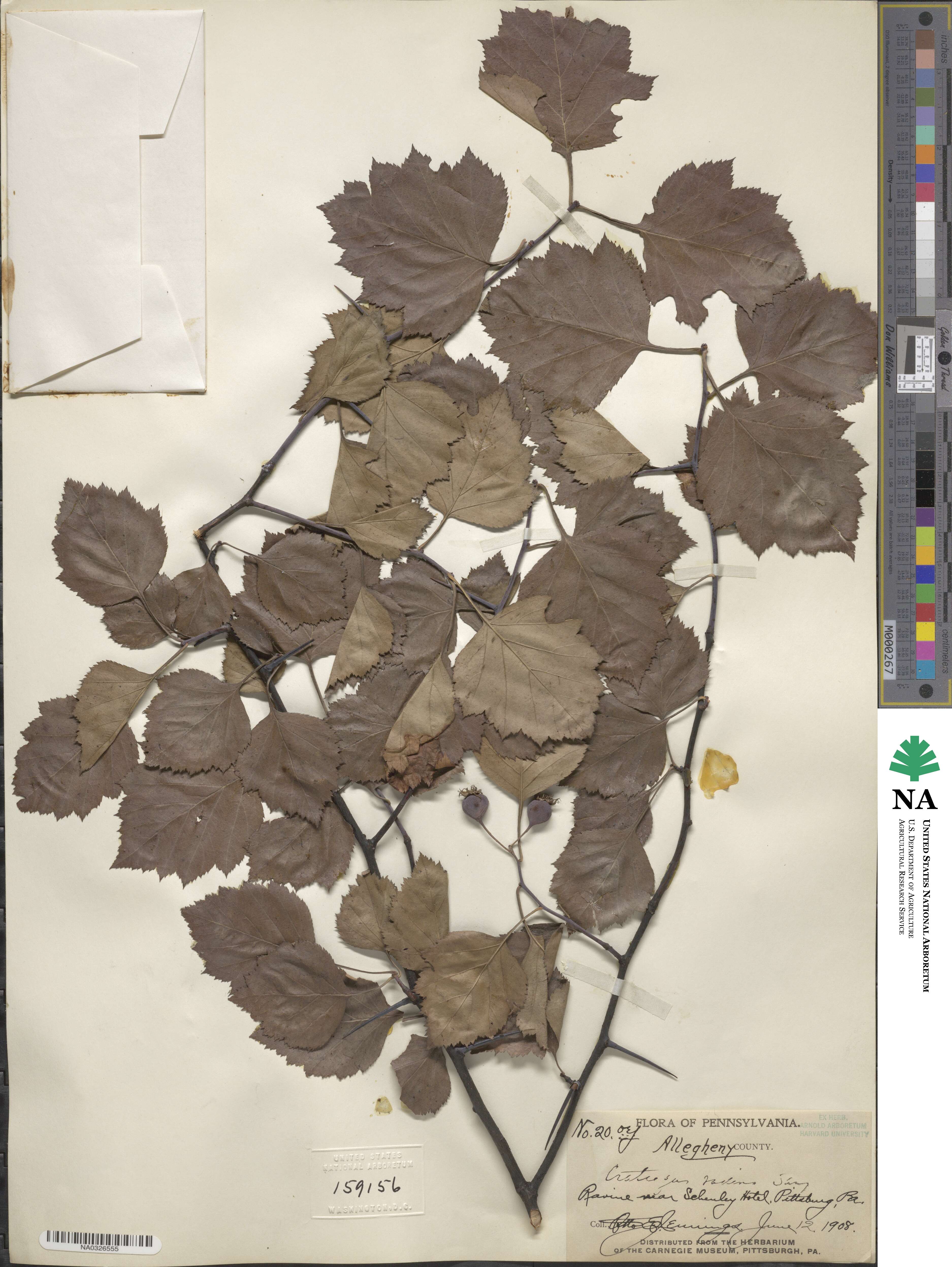 Crataegus radina image