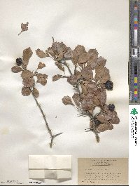 Crataegus alabamensis image