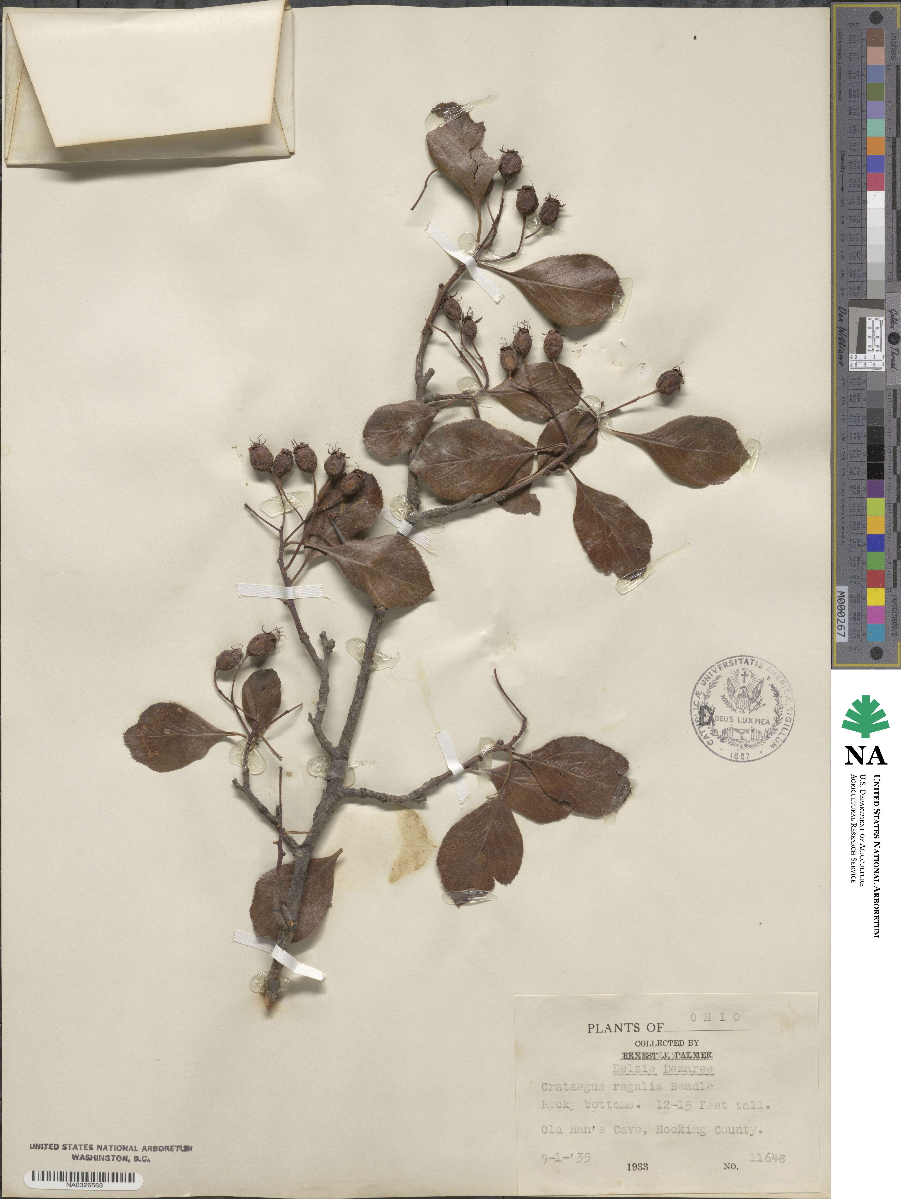 Crataegus crus-galli image