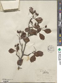 Crataegus crus-galli image