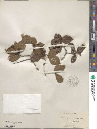 Crataegus rhodella image