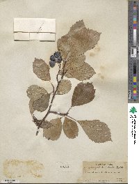 Crataegus rivularis image