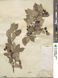 Crataegus rivularis image