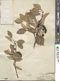 Crataegus rivularis image