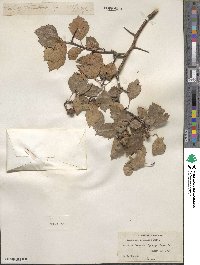 Crataegus rivularis image