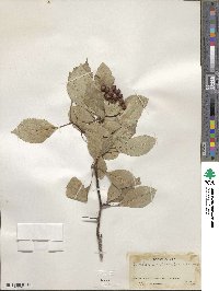 Crataegus rivularis image