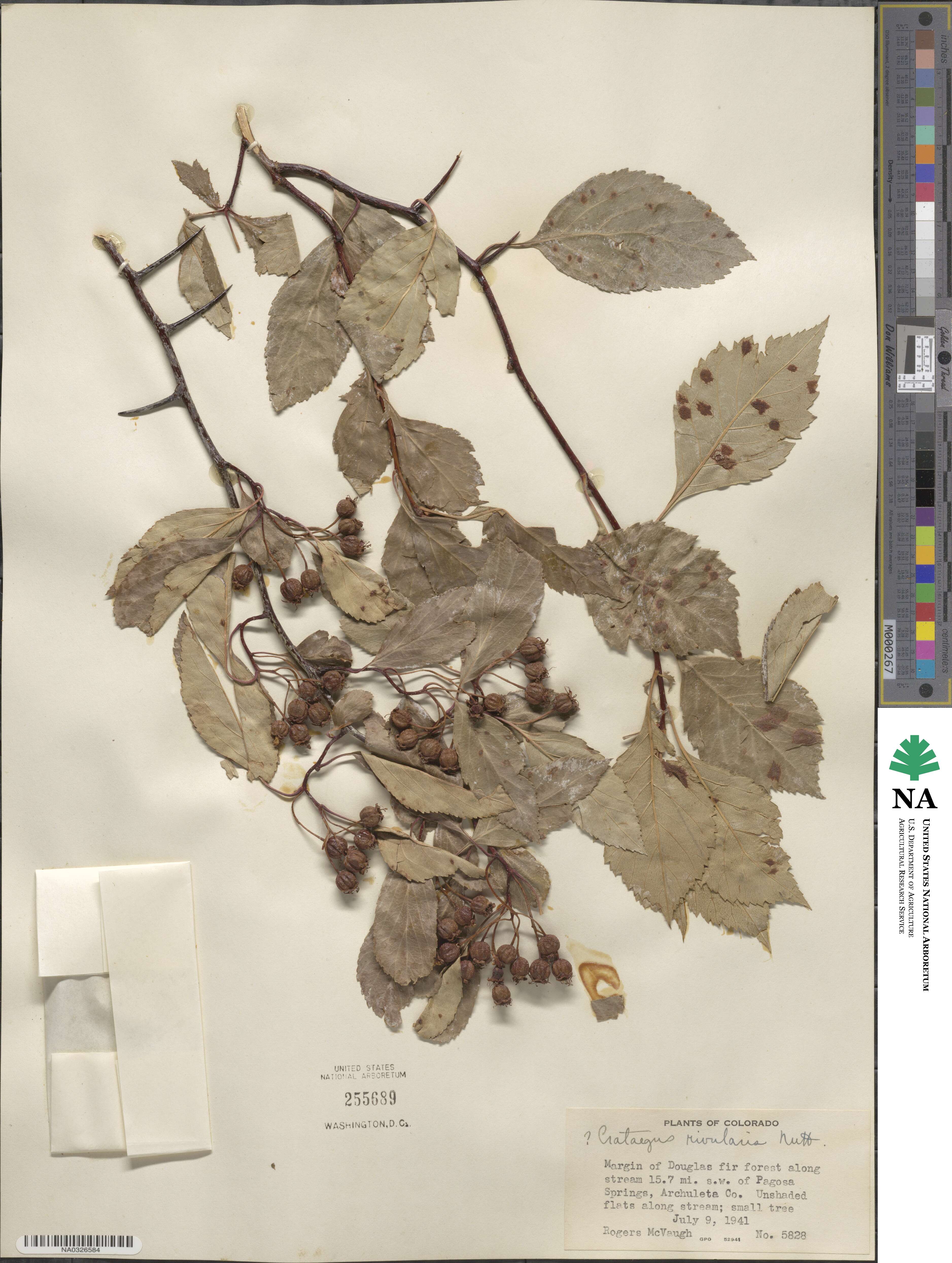 Crataegus rivularis image