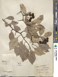 Crataegus rivularis image