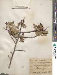 Crataegus rivularis image