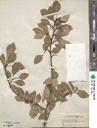 Crataegus rivularis image