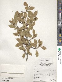 Crataegus rivularis image