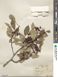 Crataegus rivularis image