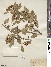 Crataegus rivularis image