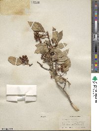 Crataegus rivularis image