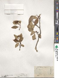 Crataegus rivularis image