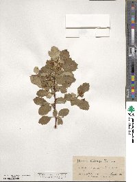 Crataegus rivularis image