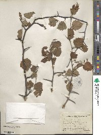 Crataegus macrosperma image