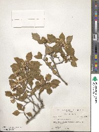 Crataegus pulcherrima image