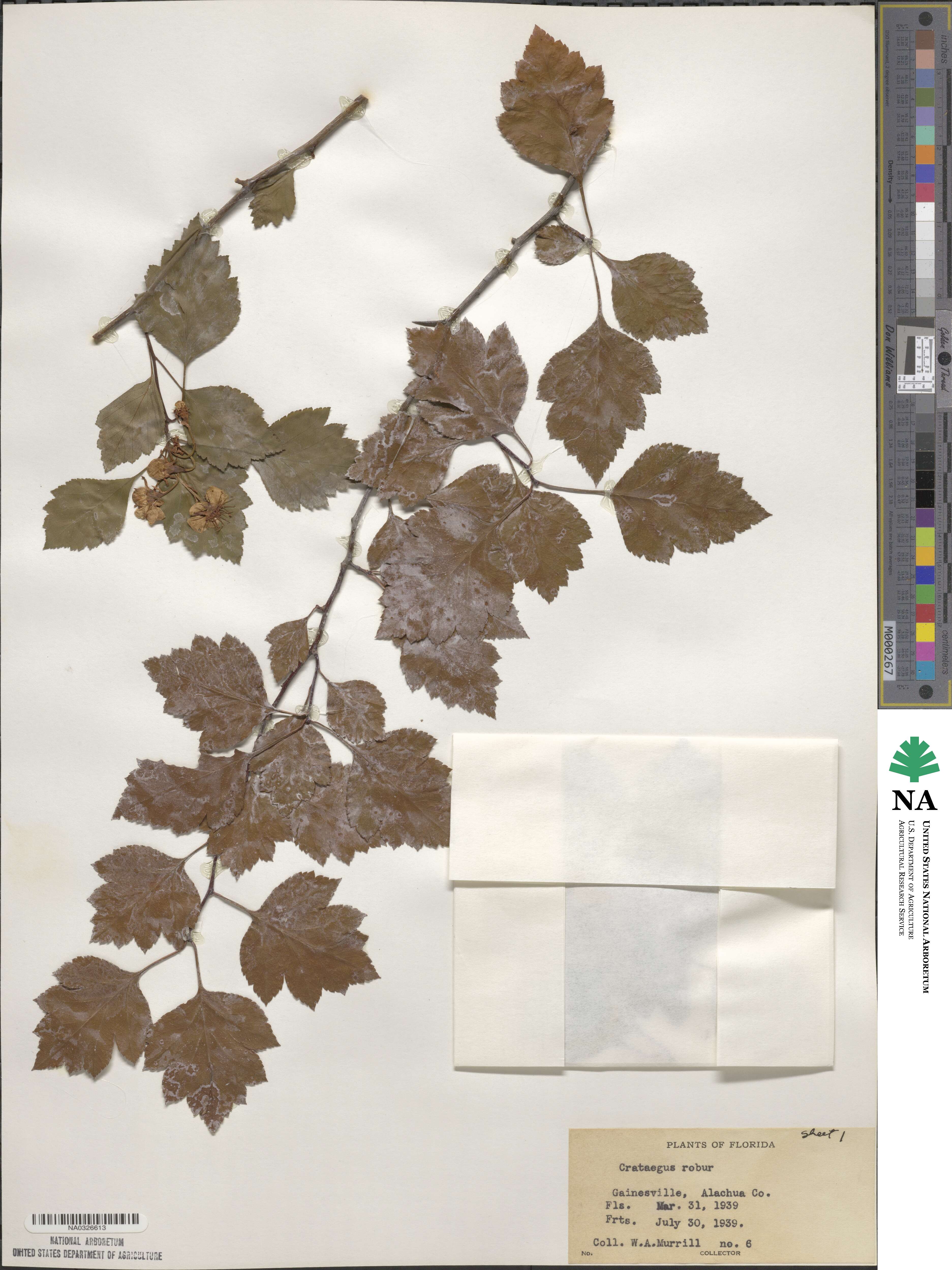 Crataegus pulcherrima image