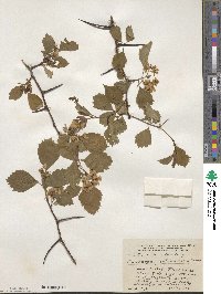 Crataegus rotundifolia image