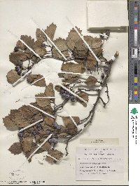 Crataegus rotundifolia image