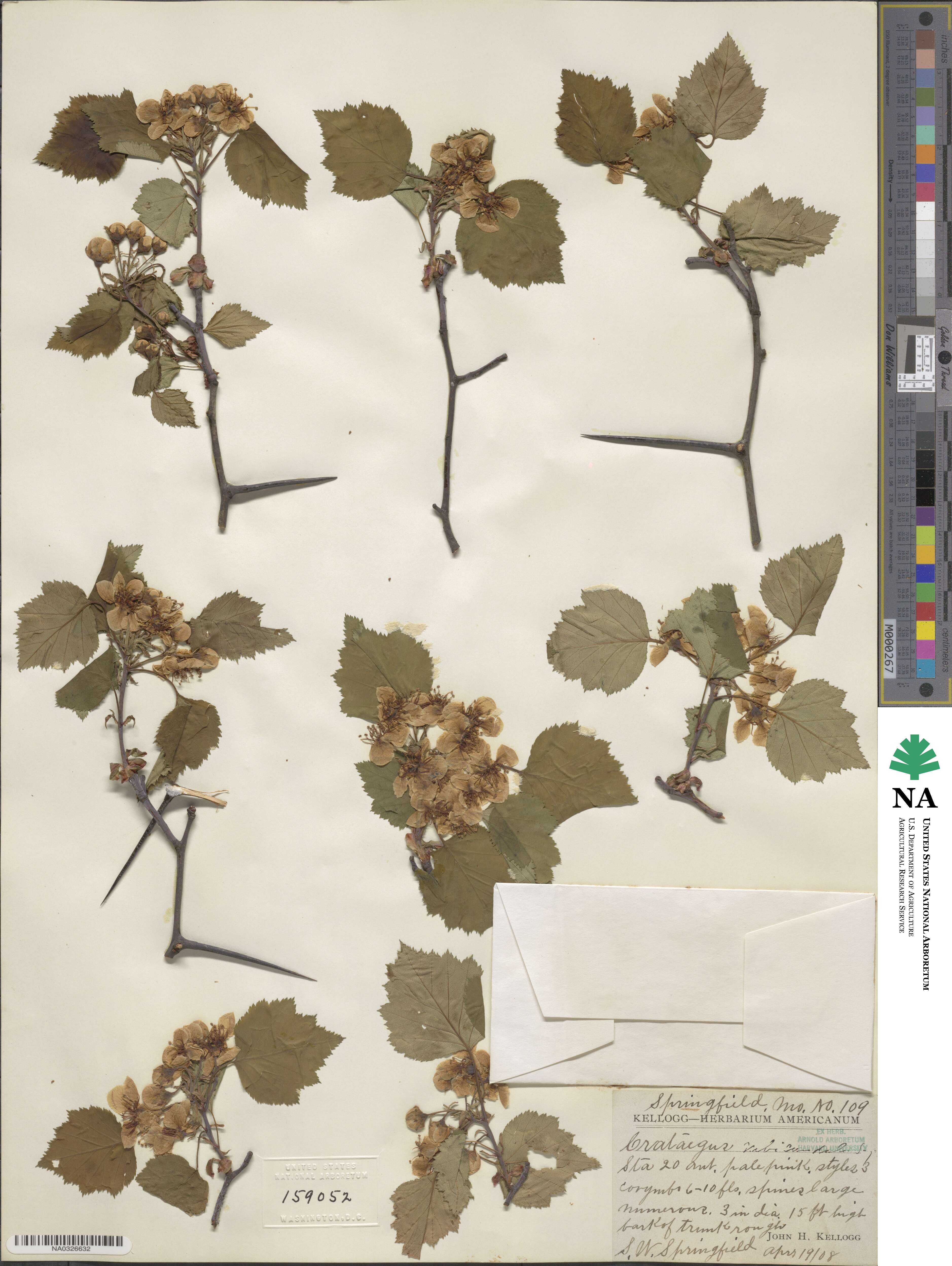 Crataegus rubicundula image