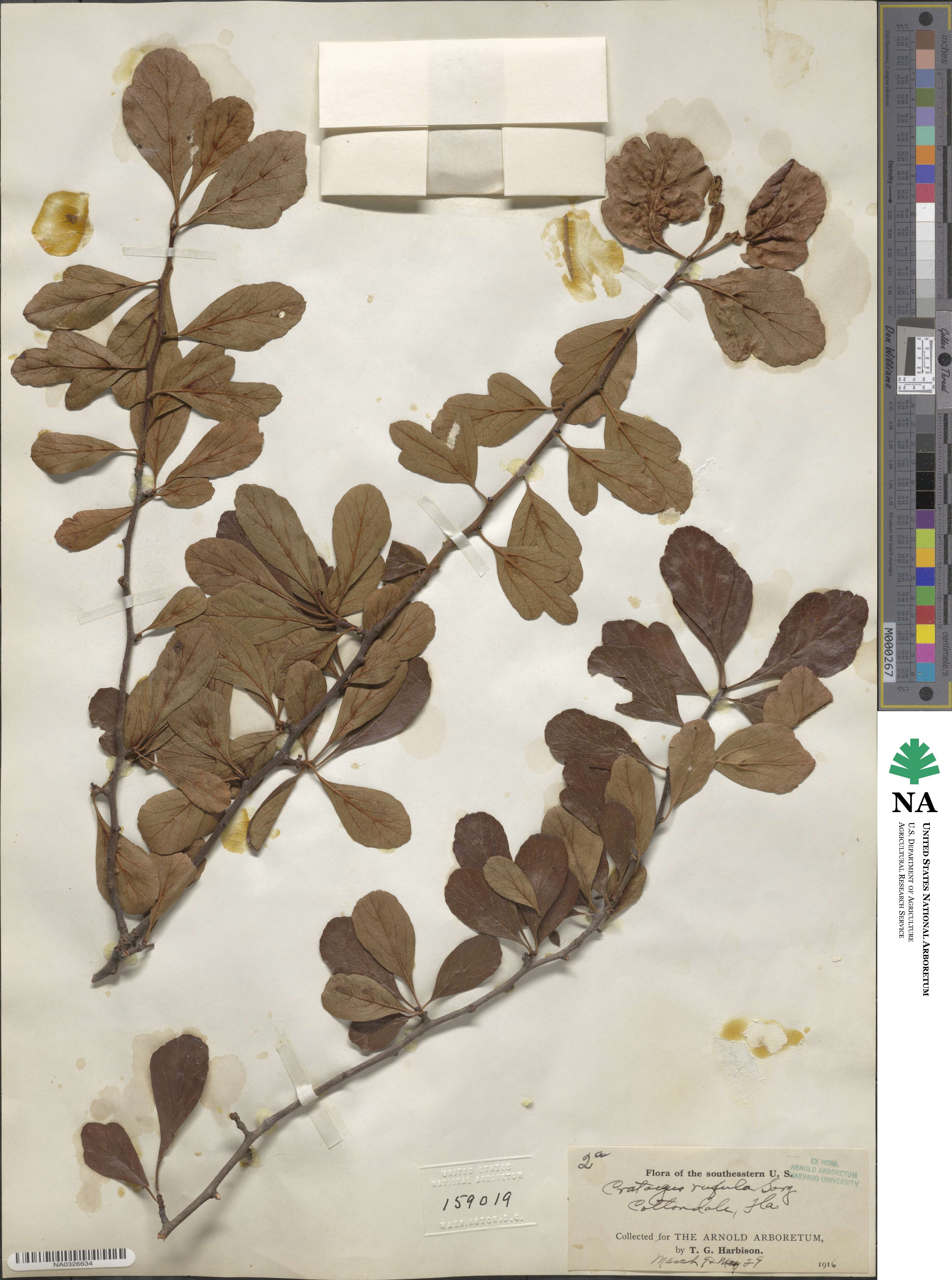 Crataegus rufula image