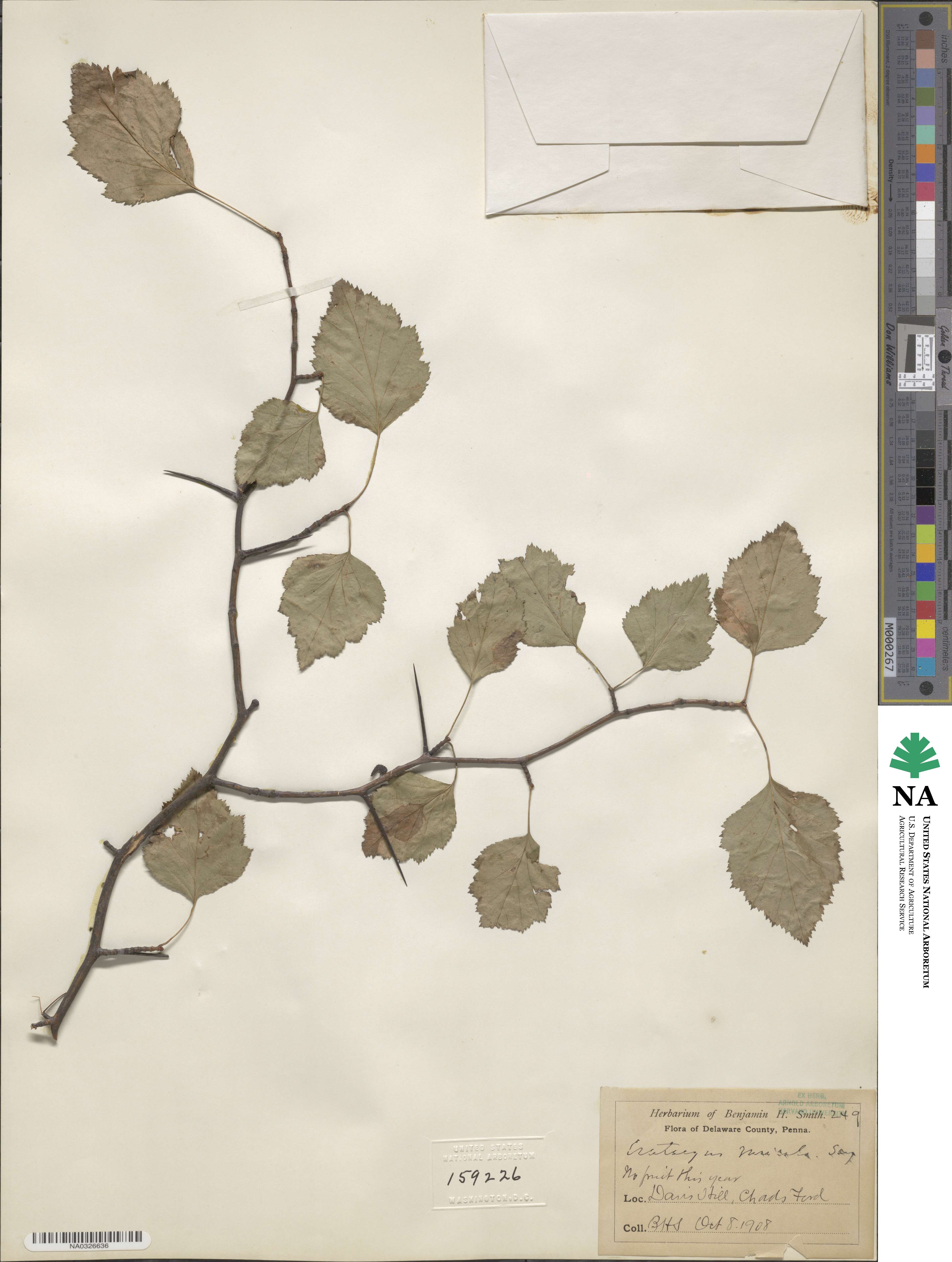 Crataegus ruricola image