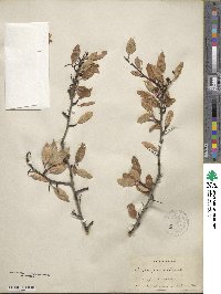 Crataegus saligna image