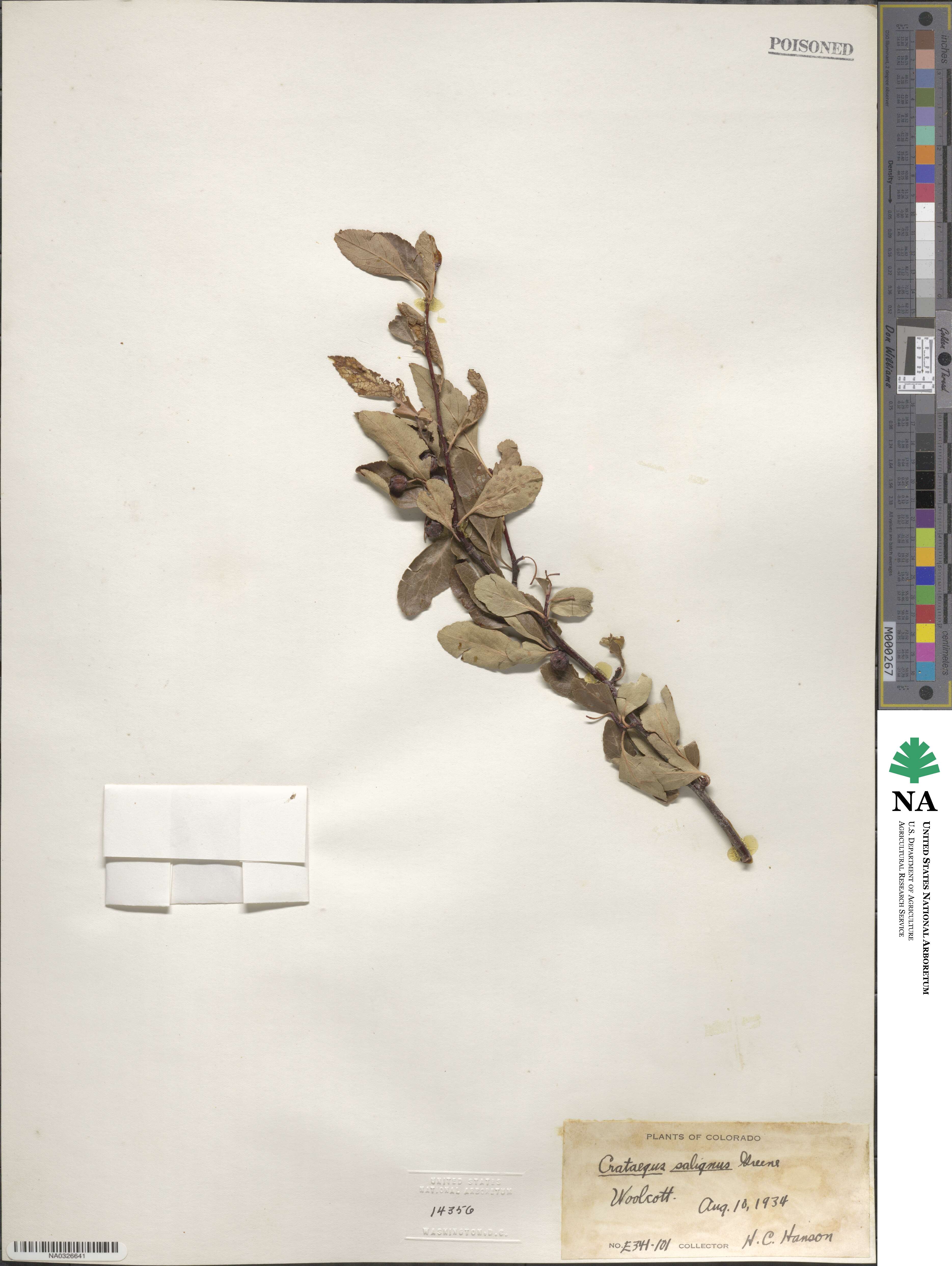 Crataegus saligna image