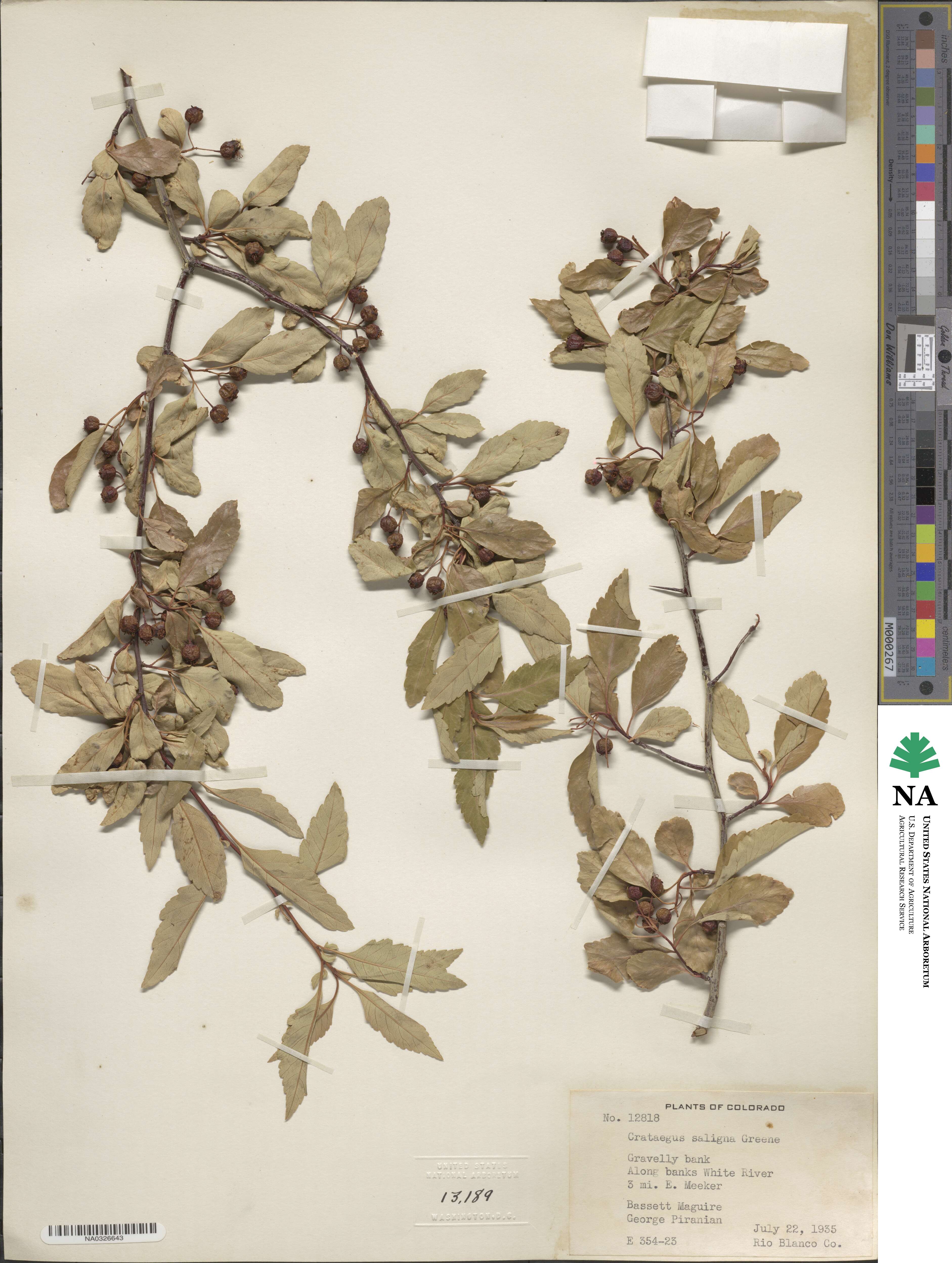 Crataegus saligna image