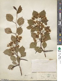 Crataegus scabrida image