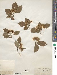 Crataegus scabrida image