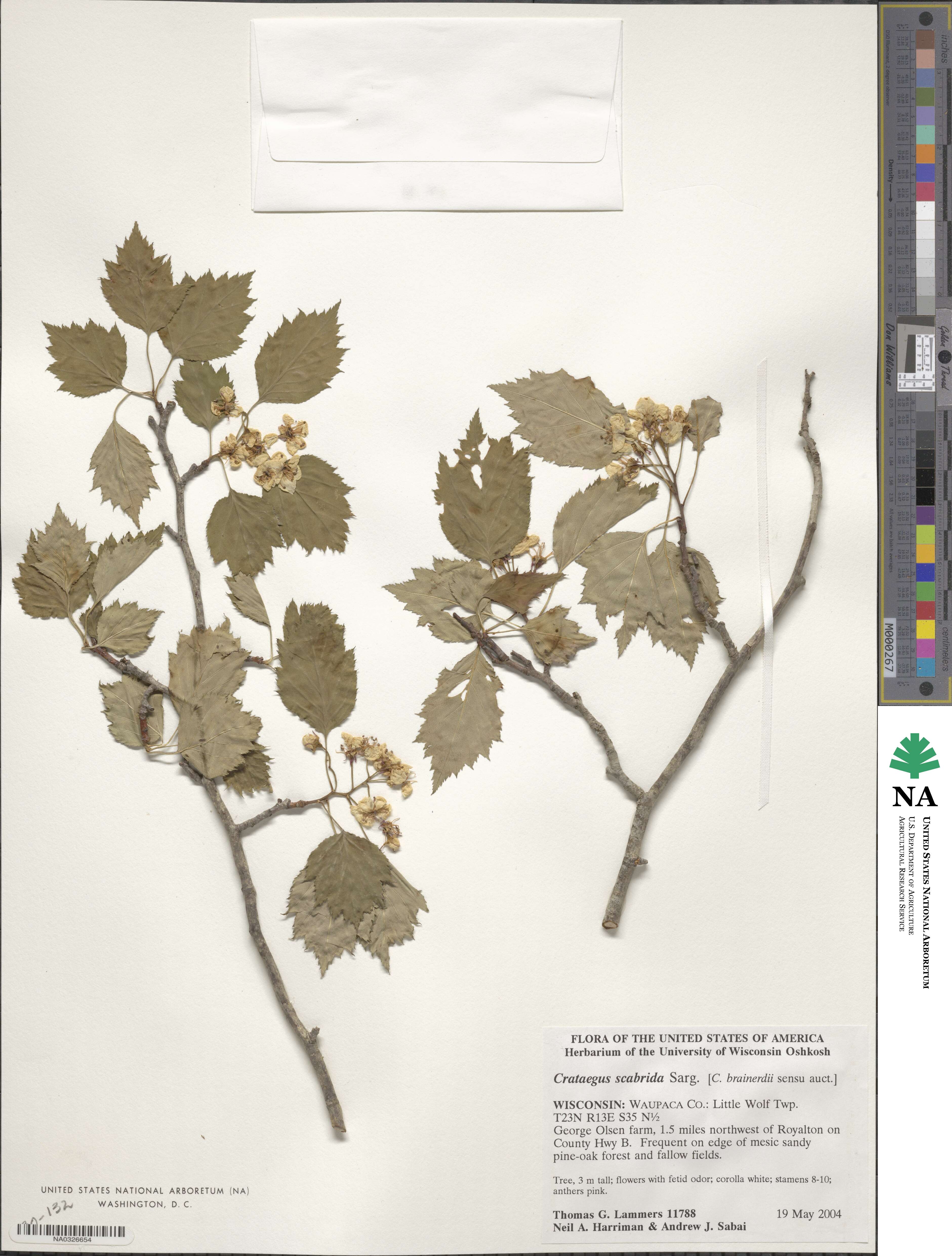 Crataegus scabrida image