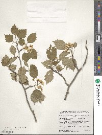 Crataegus scabrida image