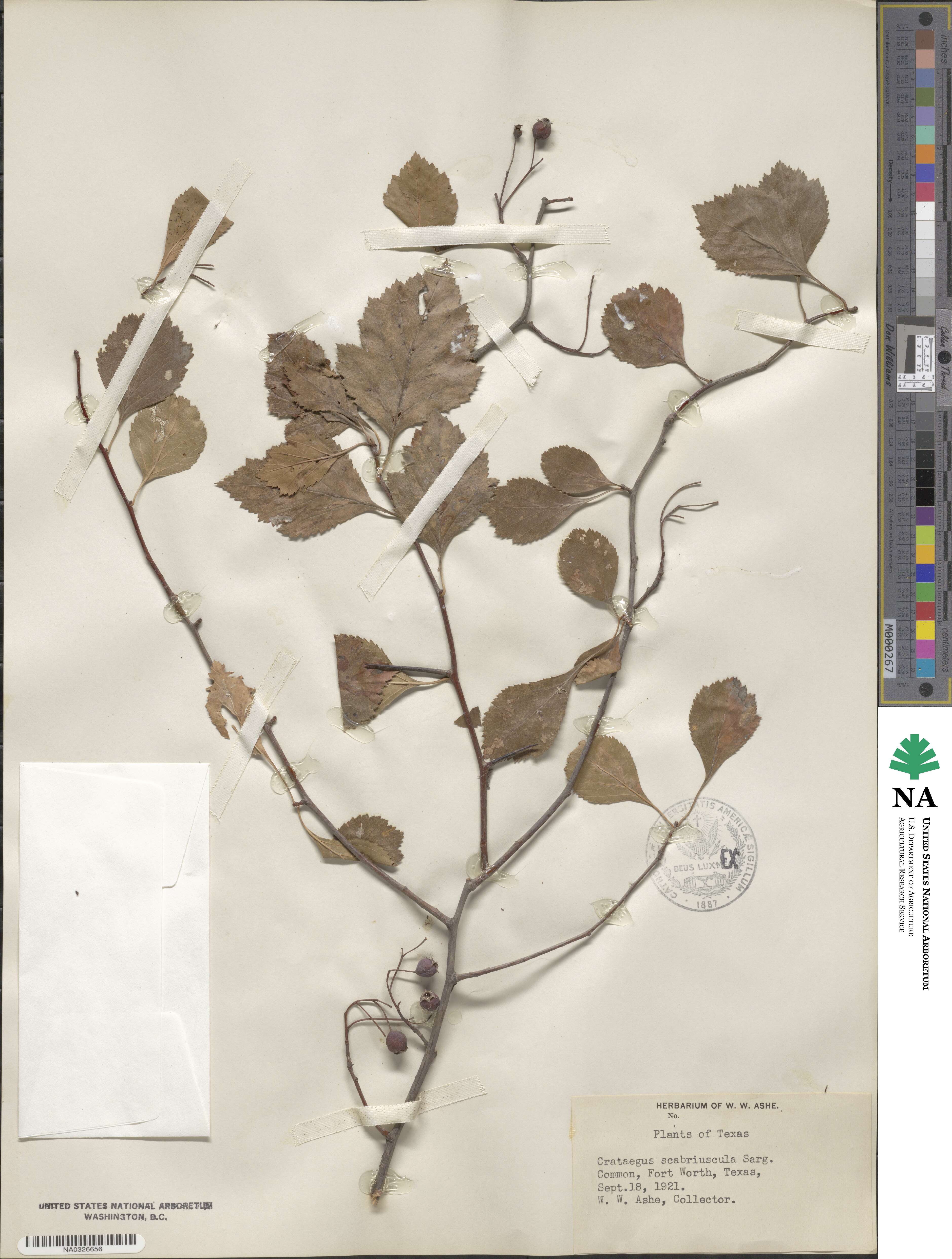 Crataegus scabriuscula image